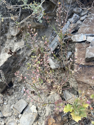 Lepidium lasiocarpum, photograph 4