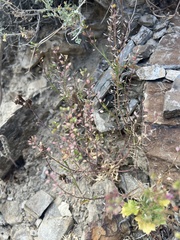 Lepidium lasiocarpum, photograph (c) Steve Matson, some rights reserved (CC BY)
