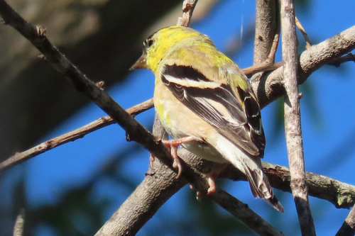 iNaturalist observation photo of American Goldfinch