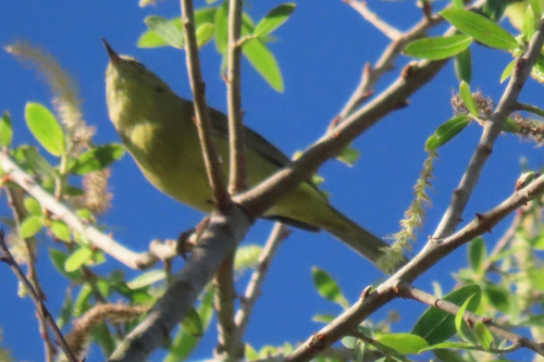 iNaturalist observation photo of Orange-crowned Warbler
