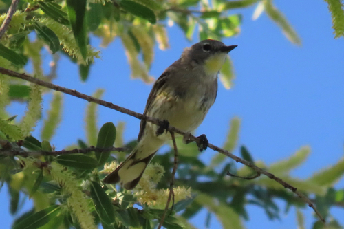 iNaturalist observation photo of Yellow-rumped Warbler