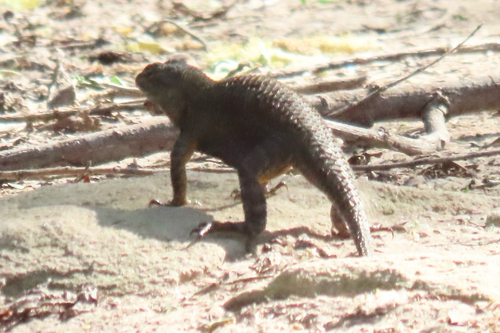 iNaturalist observation photo of Western Fence Lizard