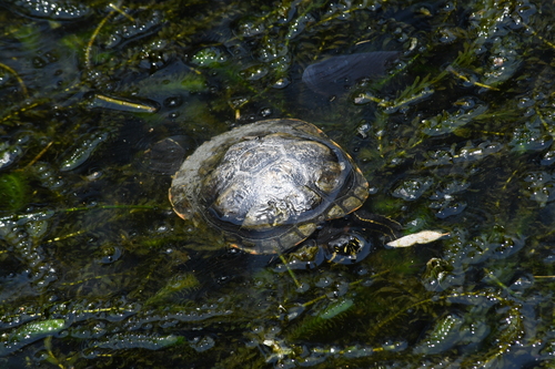 Trachemys dorbigni