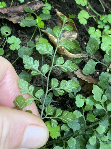 Asplenium bulbiferum observed 2026-05-02