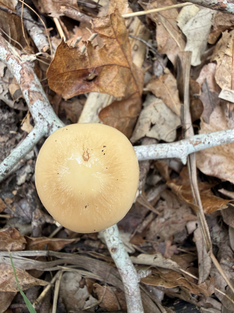 Oudemansiella furfuracea