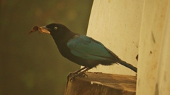 Cyanocorax melanocyaneus