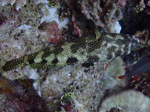 Epinephelus spilotoceps observed 2026-05-04