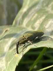 Lixus scolopax