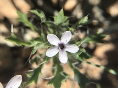 Langloisia setosissima