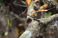 Myscelia ethusa ethusa