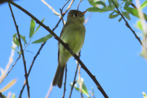 iNaturalist observation photo of Western Flycatcher