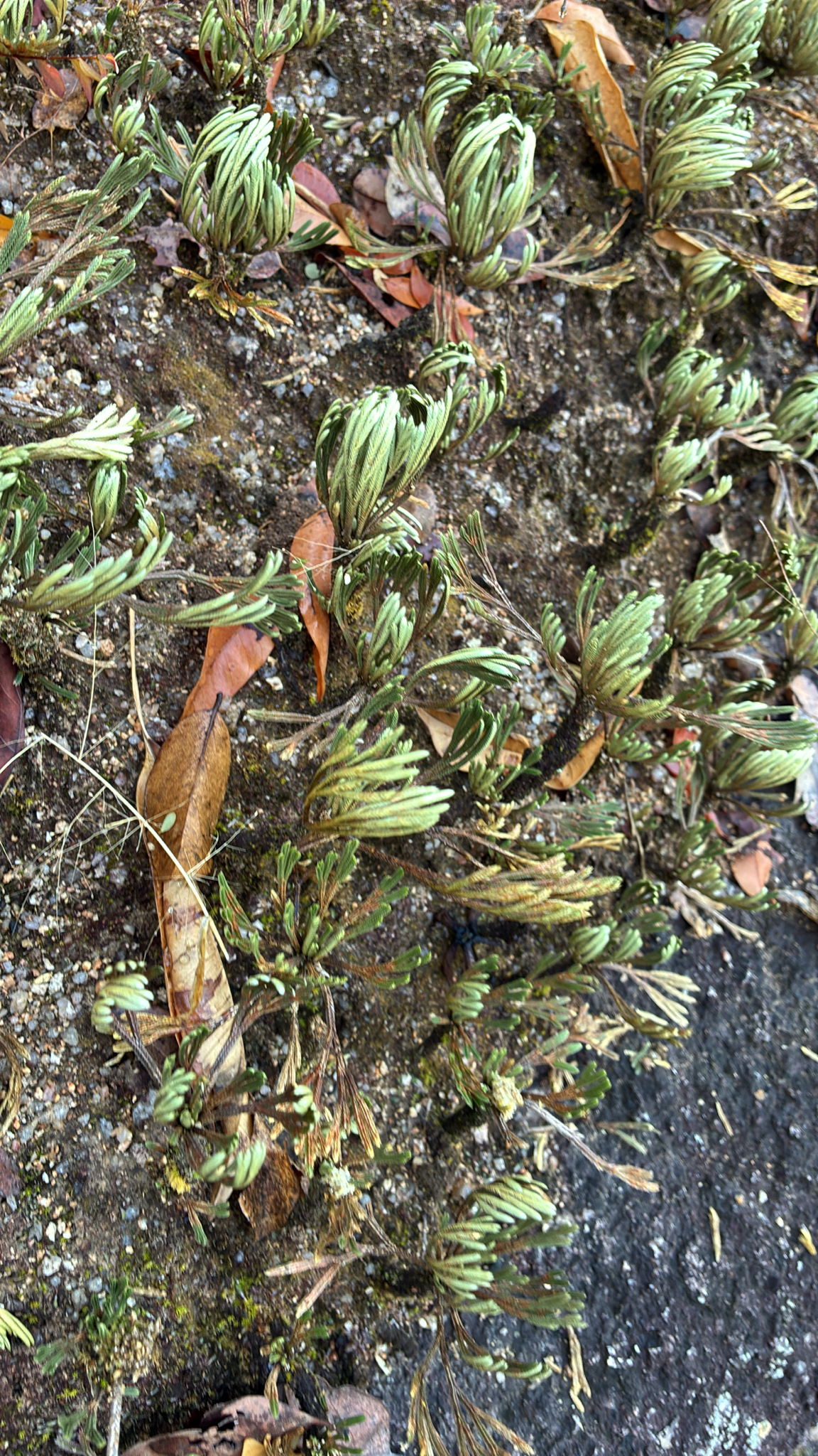Selaginella tamariscina (Selaginella tamariscina)