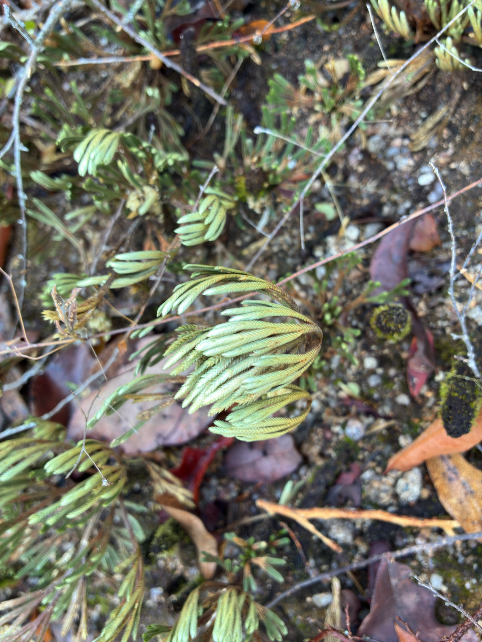 Selaginella tamariscina — ảnh 2
