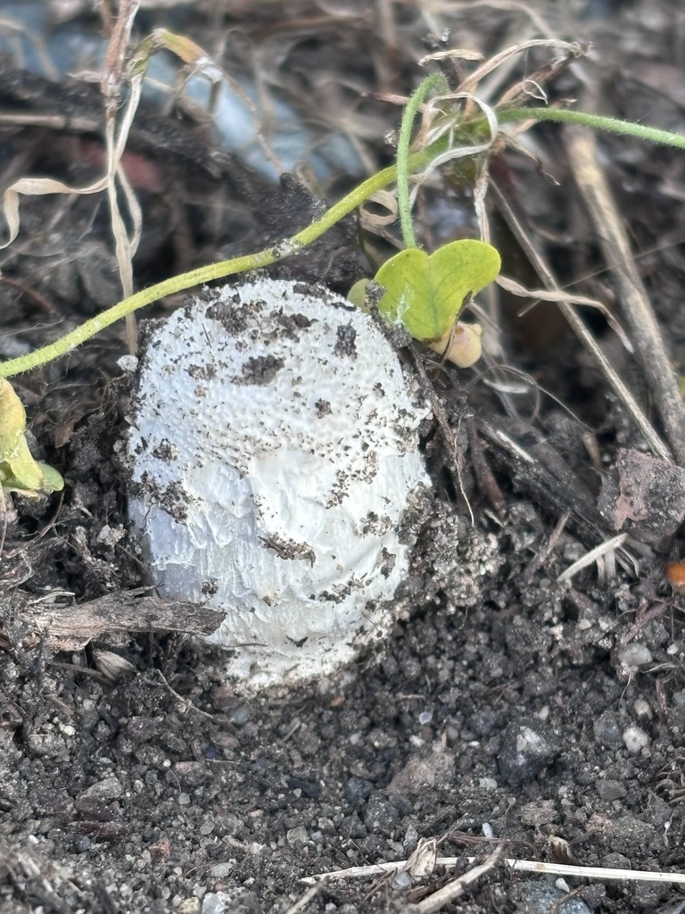 Coprinus comatus · May 2026 · photo: © reago (iNaturalist, cc-by)