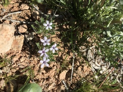 Langloisia setosissima