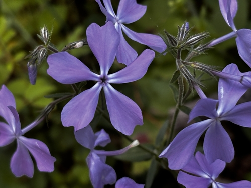 Phlox