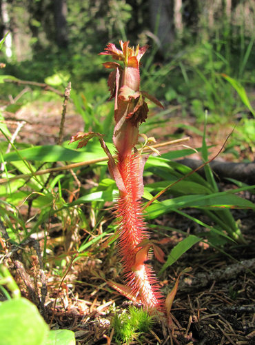 Rosa acicularis iNat (3)