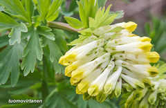 Corydalis nobilis