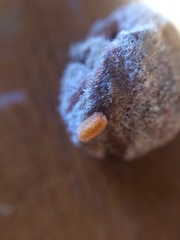 Dasineura serrulatae