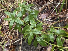 Baccharis racemosa, photograph (c) Cesar Ormazabal, some rights reserved (CC BY)
