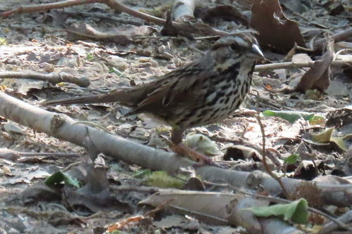 iNaturalist observation photo of Song Sparrow