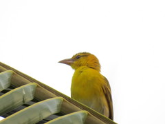 Ploceus princeps