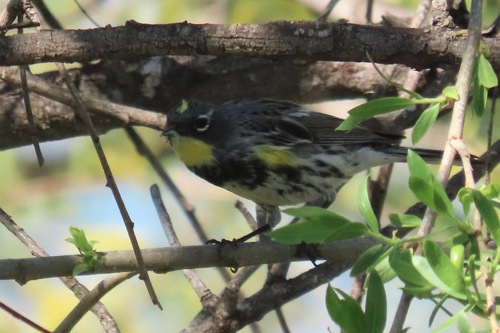 iNaturalist observation photo of Yellow-rumped Warbler