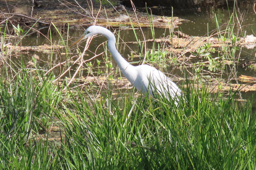 iNaturalist observation photo of Great Egret