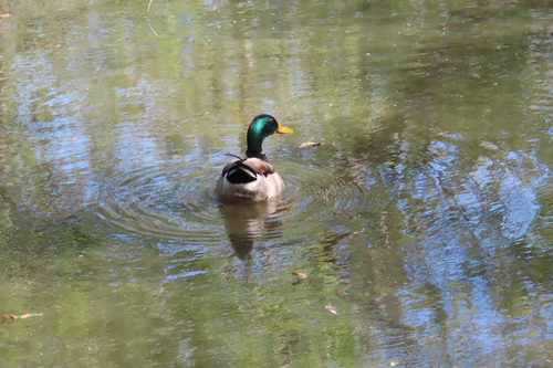 iNaturalist observation photo of Mallard