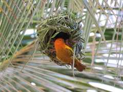 Ploceus princeps