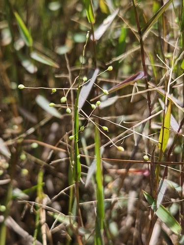 Trichanthecium parvifolium, 2026-04-27