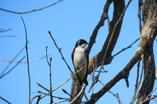 iNaturalist observation photo of Tree Swallow