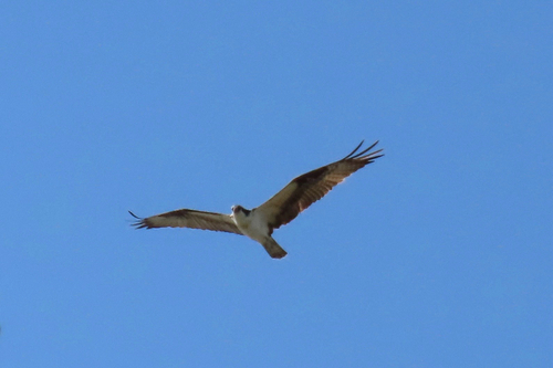iNaturalist observation photo of Osprey
