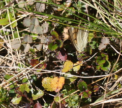 Lycaena salustius