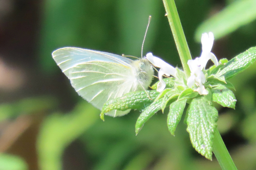 iNaturalist observation photo of Small White