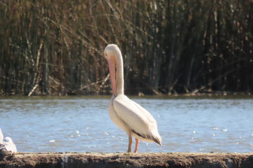 iNaturalist observation photo of American White Pelican