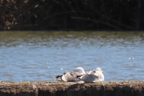 iNaturalist observation photo of Ring-billed Gull