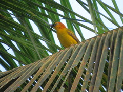 Ploceus princeps