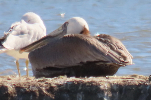 iNaturalist observation photo of Brown Pelican