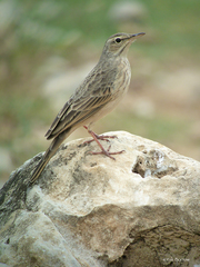 Anthus similis nivescens