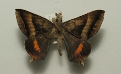 Coronidia leachi