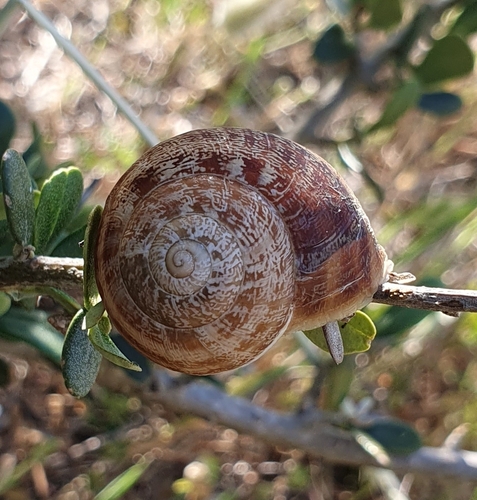 Eobania vermiculata