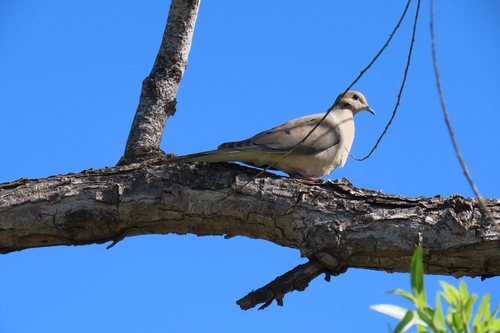 iNaturalist observation photo of Mourning Dove