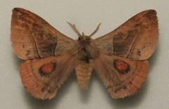 Hylesia lineata