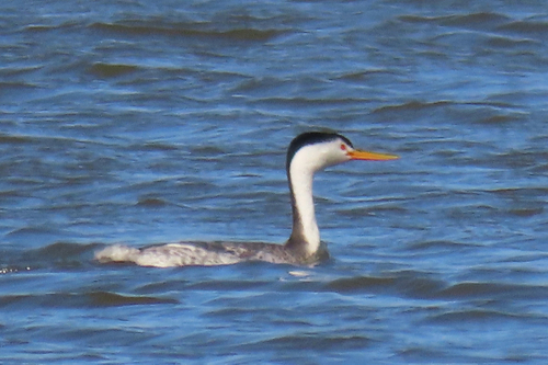 iNaturalist observation photo of Clark's Grebe