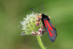 Zygaena purpuralis