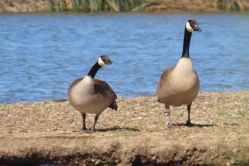 iNaturalist observation photo of Canada Goose