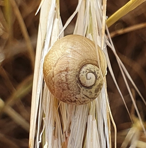 Cantareus apertus
