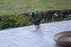 Zonotrichia capensis