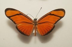 Eueides aliphera gracilis